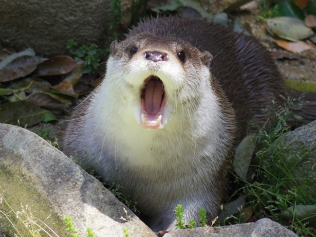 Image: medium otter